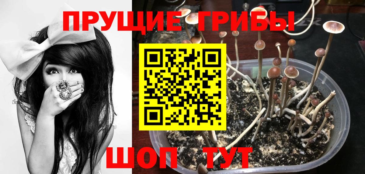 Псилоцибиновые грибы Cubensis  Псилоцибиновые грибы мицелий  Петровск  Вход с VPN 